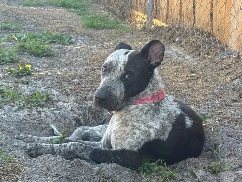 Dottie thumbnail 4