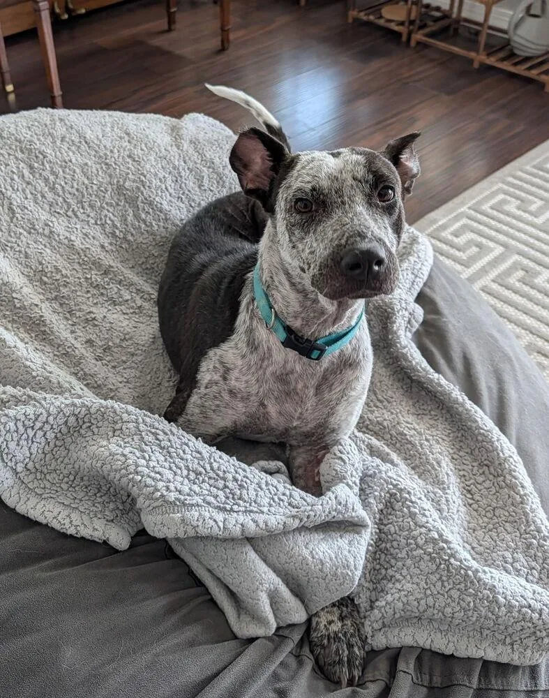 Dottie thumbnail 6