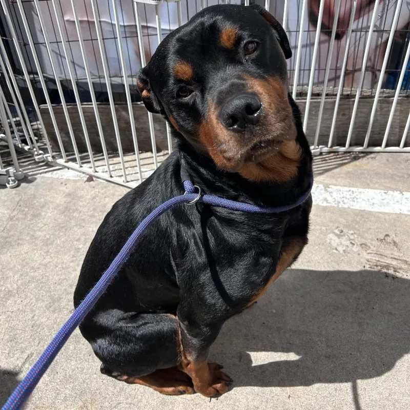 An adult extra large-sized male Black Rottweiler dog named Dodger Chino Hills Location for adoption in Chino Hills, CA