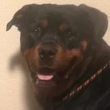 Dodger Chino Hills Location thumbnail 2