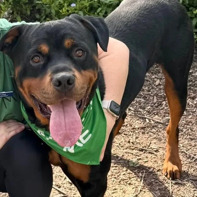 Dodger Chino Hills Location thumbnail 3