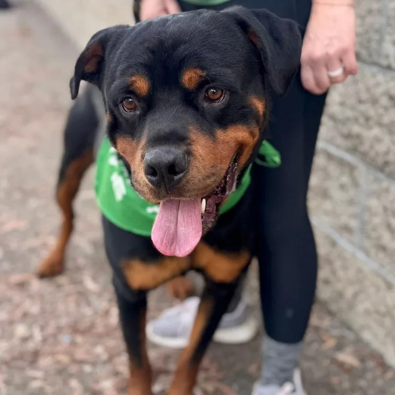 Dodger Chino Hills Location thumbnail 4