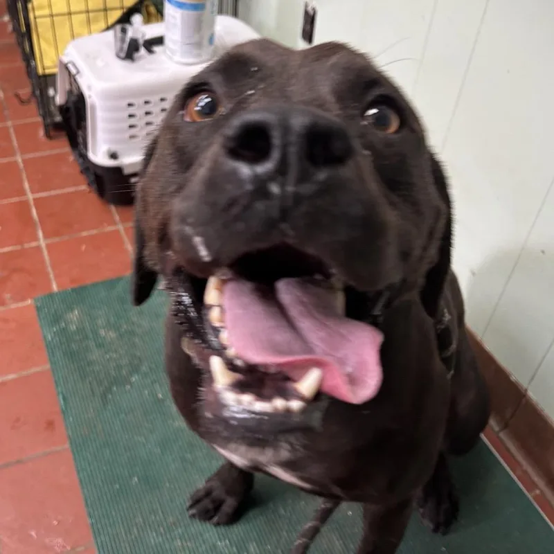 An adult medium-sized male Black Pointer dog named Nubbin for adoption in West Point, MS