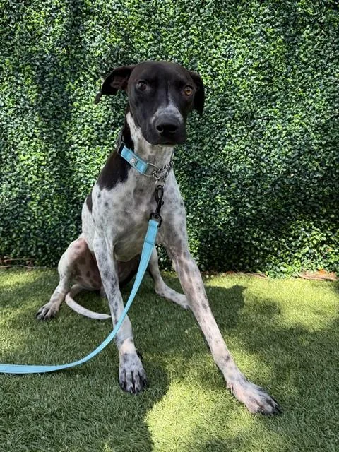 An adult medium-sized male German Shorthaired Pointer dog named Chandler for adoption in Naples, FL