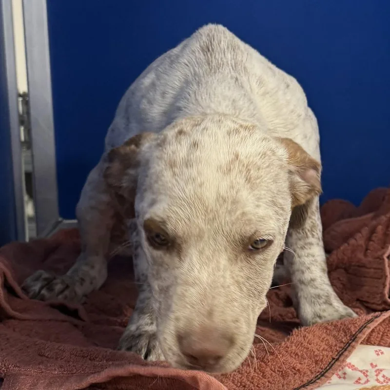 A baby medium-sized female Apricot / Beige Mixed Breed dog named Brinly for adoption in Las Cruces, NM