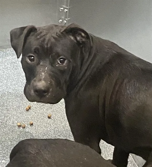 A young large-sized female Mixed Breed dog named Sarah for adoption in Dallas, TX