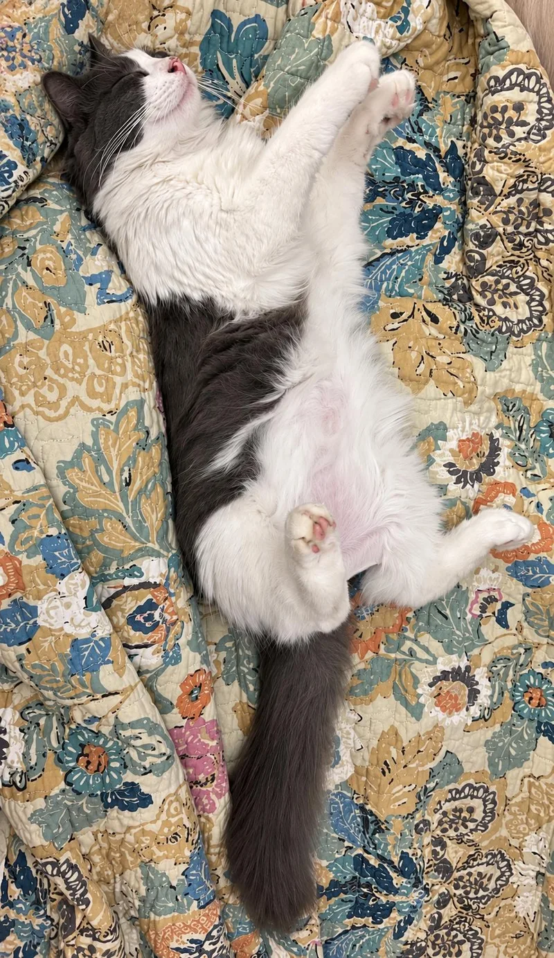 A young small-sized female Domestic Long Hair cat named Monica Walter Jolene for adoption in Charlotte, NC