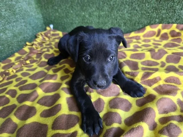 A baby small-sized female Husky dog named Rollie for adoption in Lancaster, CA