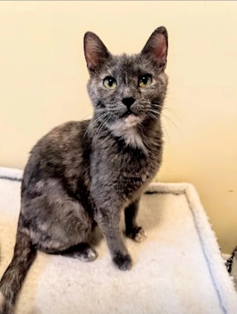 An adult medium-sized female Dilute Calico cat named Twyla for adoption in Reeseville, WI
