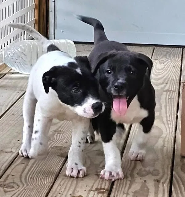 A baby large-sized male White / Cream American Bulldog dog named T.i. for adoption in Inverness, FL