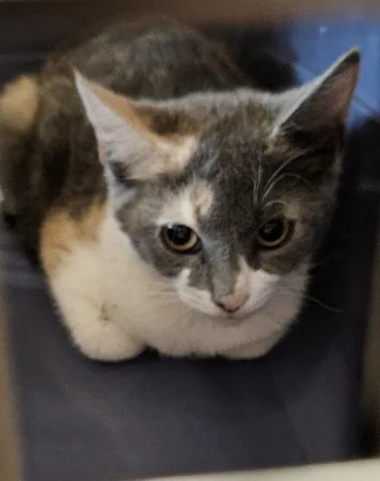 A baby small-sized female Domestic Short Hair cat named Beignet for adoption in Chamblee, GA