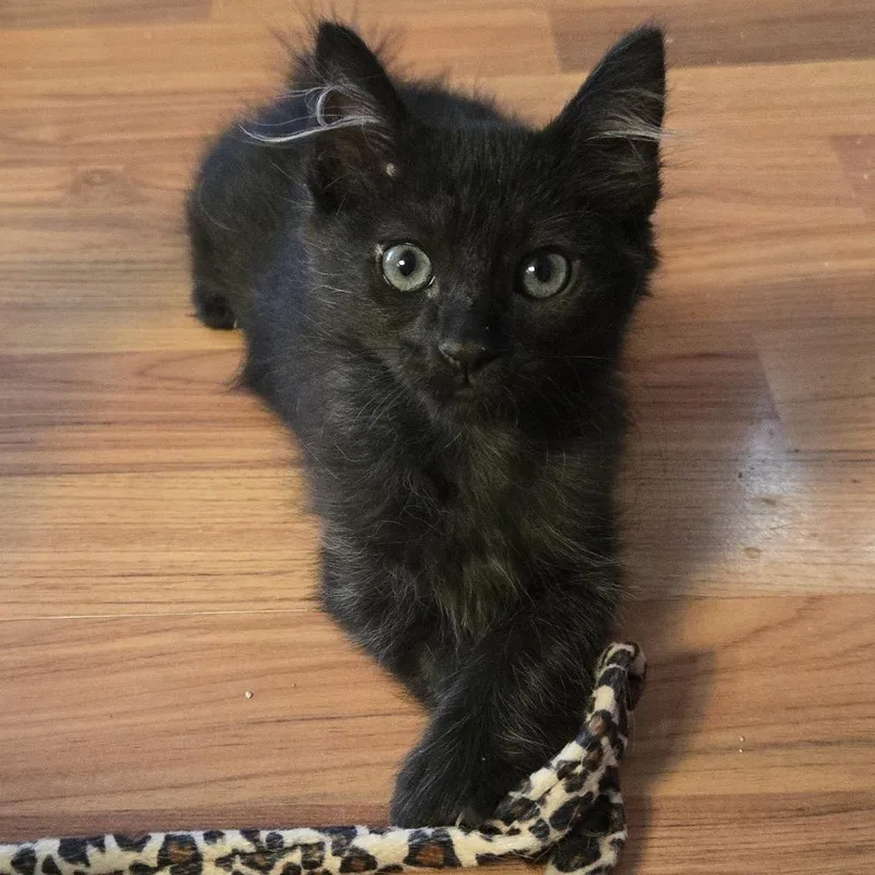 A baby small-sized female Black Domestic Short Hair cat named Jynx for adoption in Orangevale, CA