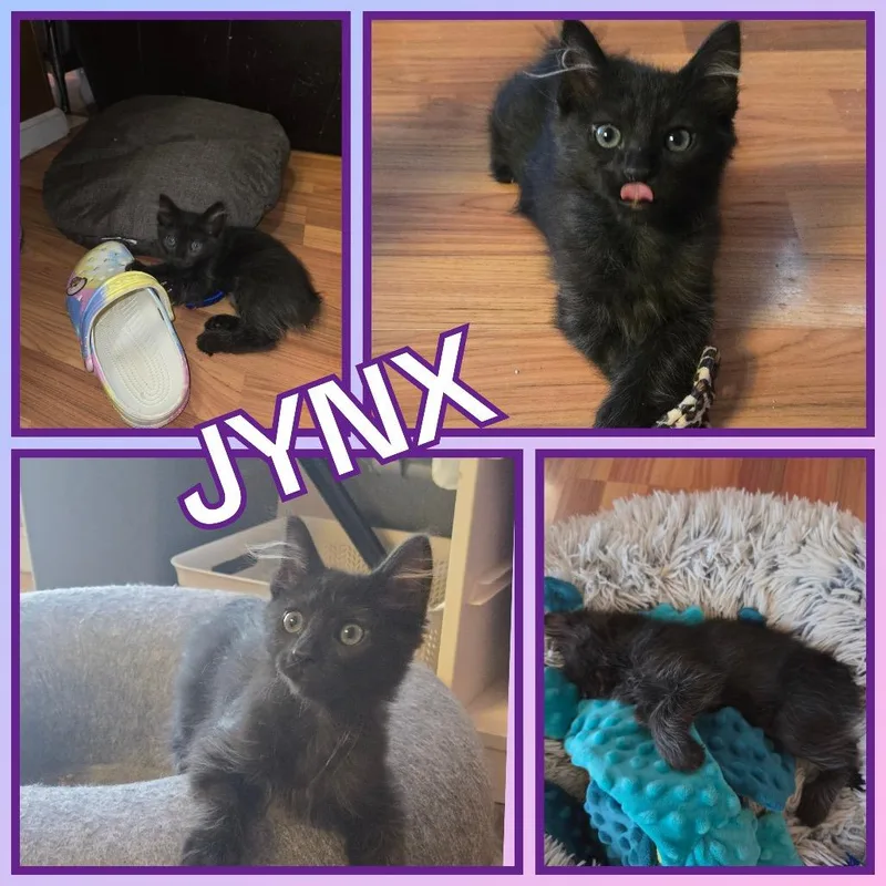 Jynx thumbnail 3