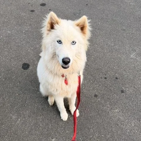 An adult large-sized male Siberian Husky dog named Yuki for adoption in Cumming, GA