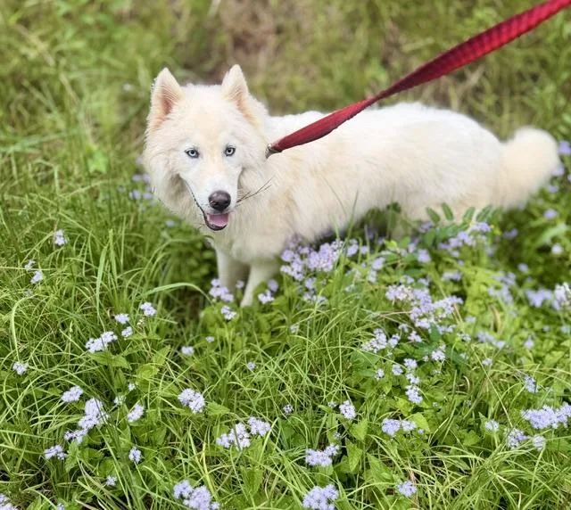 Yuki thumbnail 2