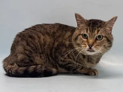 An adult small-sized male Domestic Short Hair cat named Kobe for adoption in Golden Valley, MN