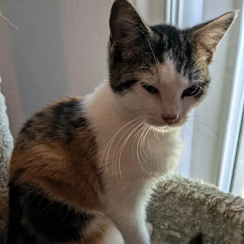 An adult small-sized female Calico Domestic Short Hair cat named Isabel for adoption in Overland Park, KS