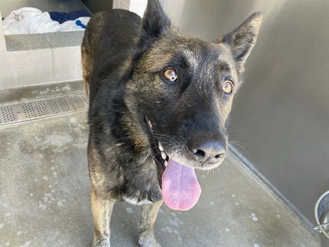 An adult large-sized male German Shepherd Dog dog named Lobo for adoption in Tustin, CA