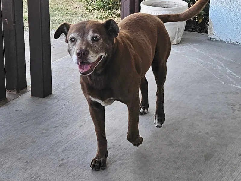 A senior medium-sized female Brown / Chocolate Labrador Retriever dog named Suzie for adoption in Dripping Springs, TX