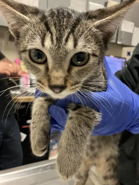 A baby small-sized female Domestic Short Hair cat named Sora for adoption in Long Beach, CA