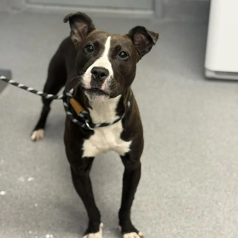 A young medium-sized female Black Pit Bull Terrier dog named Basil for adoption in Martinsville, VA