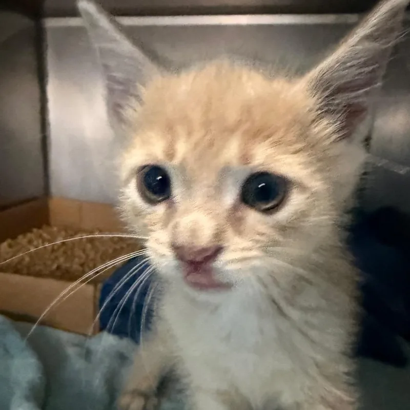 A baby small-sized male Buff / Tan / Fawn Domestic Short Hair cat named Sea Urchin for adoption in Troy, VA