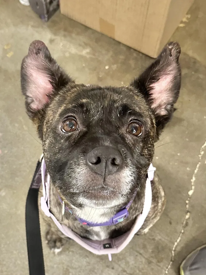 Ditalina thumbnail 2