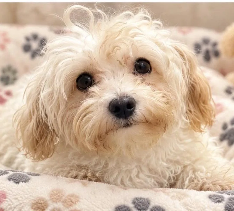 An adult small-sized female Maltese dog named Victoria for adoption in Margate, FL