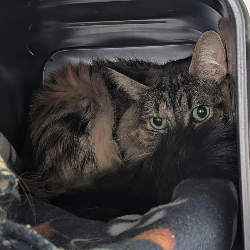 An adult small-sized female Domestic Long Hair cat named Ki Ki for adoption in Emporia, KS