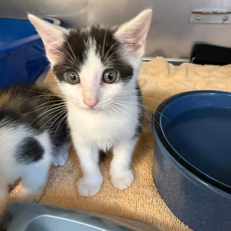 A baby small-sized female Black Domestic Short Hair cat named Harper for adoption in Lake Panasoffkee, FL