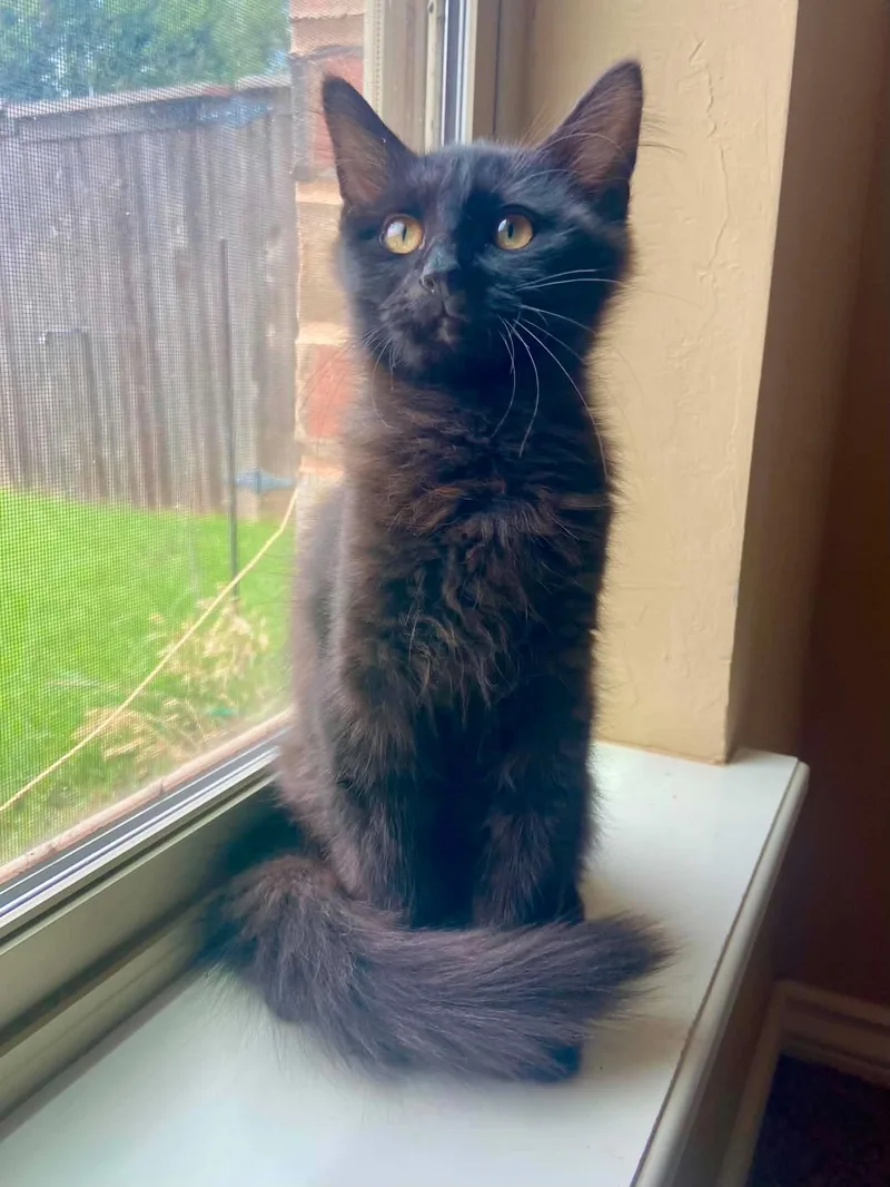 A young medium-sized male Black Domestic Long Hair cat named Boone for adoption in Edmond, OK