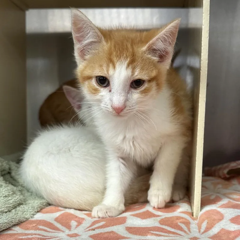 A baby small-sized male Orange / Red Domestic Short Hair cat named Sonic for adoption in Newark, NJ