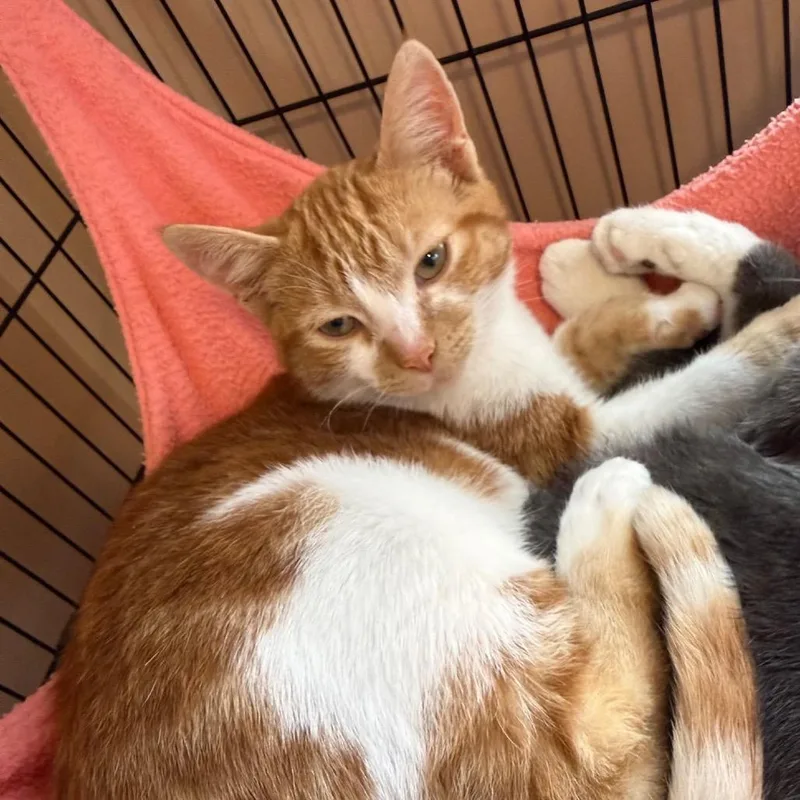 A young medium-sized male Domestic Short Hair cat named Keyshawn for adoption in Priest River, ID