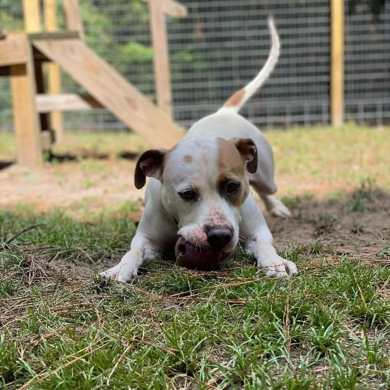 Hercules thumbnail 3