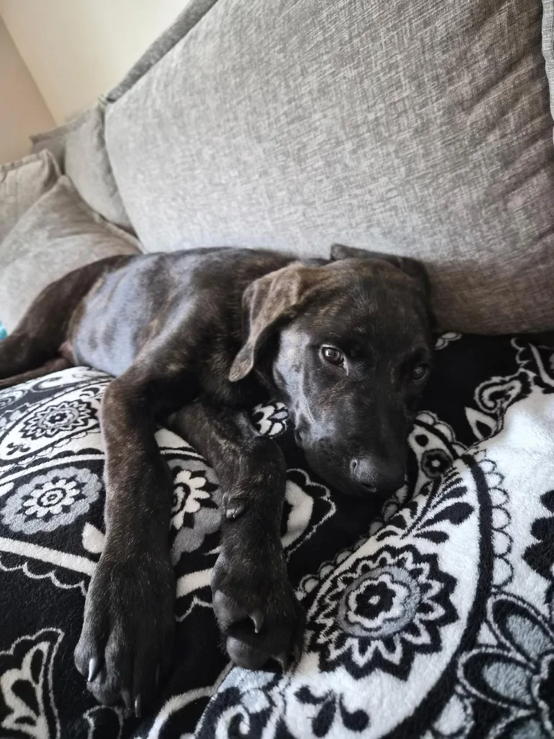 A baby medium-sized male Labrador Retriever dog named ROdin for adoption in Oviedo, FL