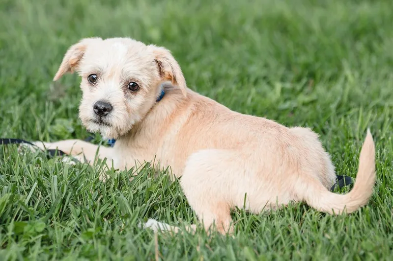 A baby small-sized male Terrier dog named Quebec for adoption in Waunakee, WI