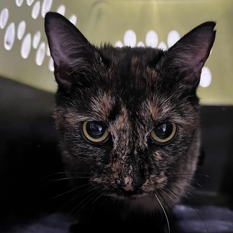 A young medium-sized female Domestic Short Hair cat named Celeste for adoption in Summerville, SC