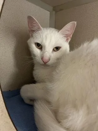 An adult small-sized male Domestic Short Hair cat named Casper for adoption in Quakertown, PA