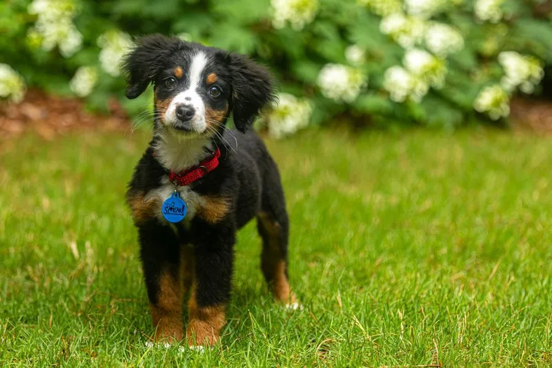 A baby large-sized female Bernese Mountain Dog dog named Matilda for adoption in Troy, IL