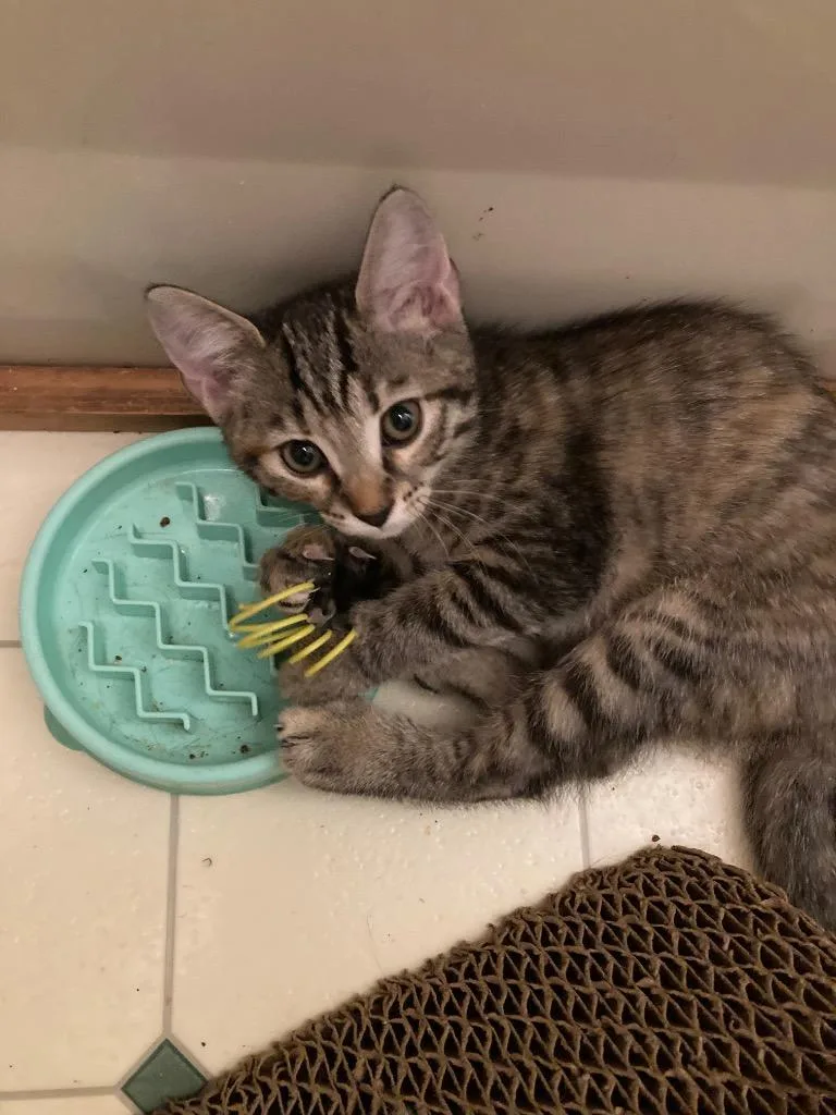 A baby medium-sized female Domestic Short Hair cat named Brisket for adoption in Fort Oglethorpe, GA