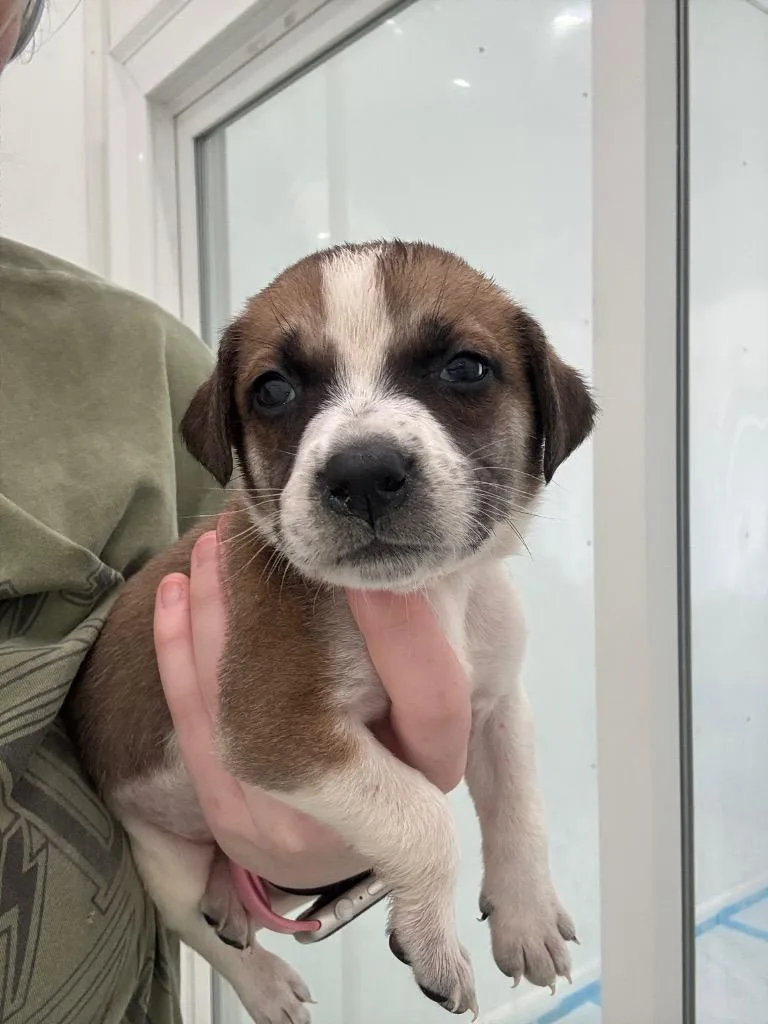A baby medium-sized female Mixed Breed dog named Coleslaw for adoption in Danielsville, GA