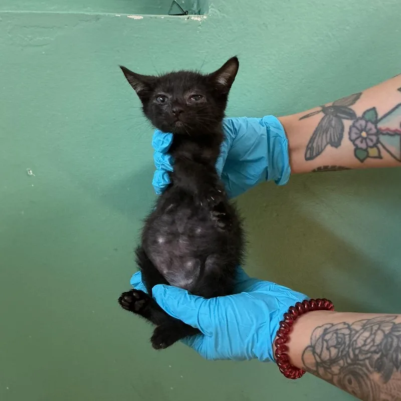 IVHSStray