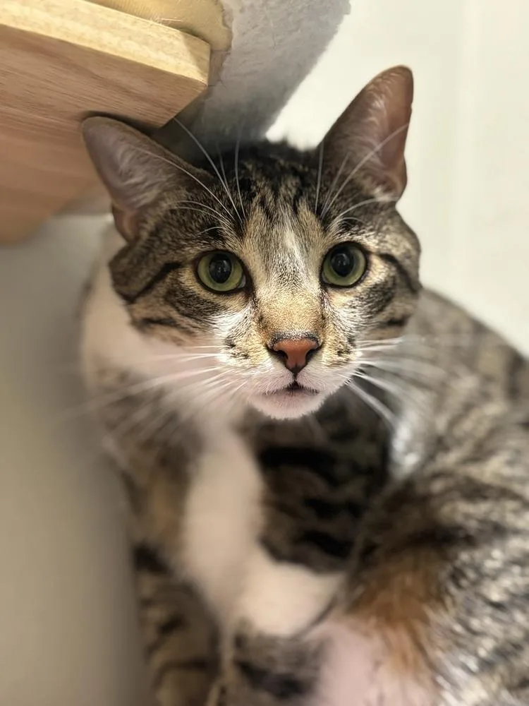 An adult large-sized male Tabby cat named Bread & Butter Pickles for adoption in Dallas, TX