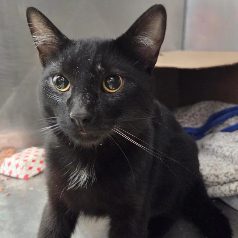 A young medium-sized male Black Domestic Short Hair cat named Norman for adoption in Ballston Spa, NY