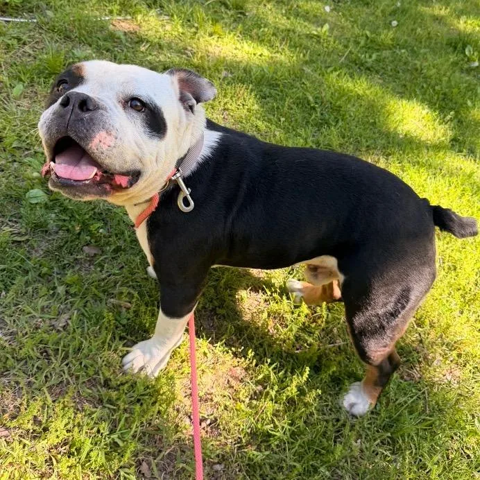 An adult large-sized male Black English Bulldog dog named Turtle for adoption in Lee's Summit, MO