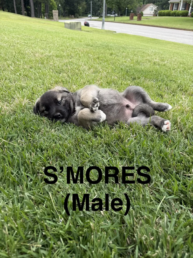 Smores thumbnail 3