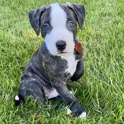 A baby medium-sized male Terrier dog named Astro for adoption in Elk Grove Village, IL