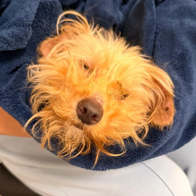 An adult small-sized female Black Yorkshire Terrier dog named Paris for adoption in West Chester, PA