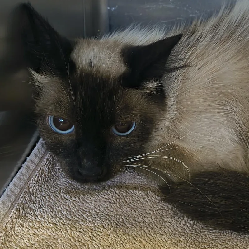 An adult large-sized female Flame Point Domestic Long Hair cat named Catastrophie for adoption in Othello, WA
