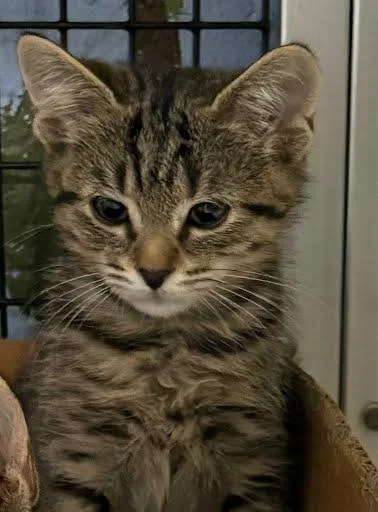 A baby small-sized female Domestic Short Hair cat named Olive for adoption in Washington, DC